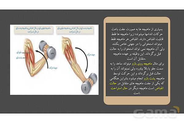 پاورپوینت کنفرانس دستگاه ماهیچه ای، اسکلتی و مفصل- پیش نمایش