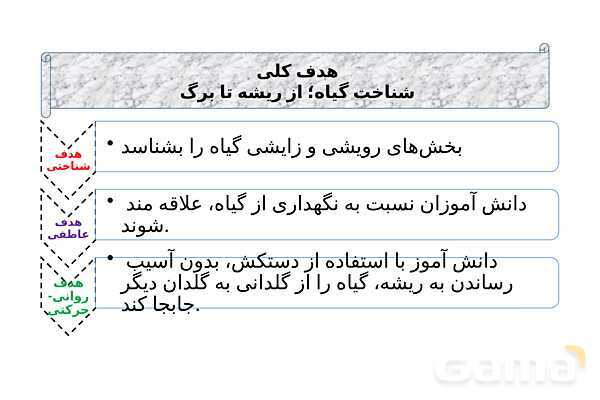 پاورپوینت تدریس درس 12: از ریشه تا برگ- پیش نمایش