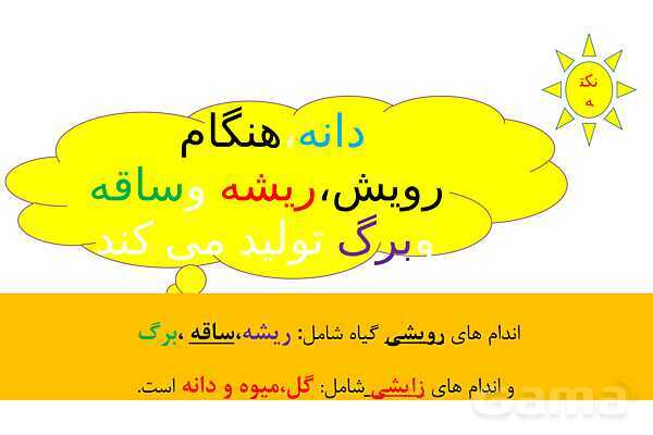 پاورپوینت تدریس درس 12: از ریشه تا برگ- پیش نمایش