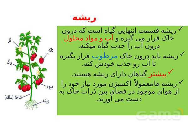 پاورپوینت تدریس درس 12: از ریشه تا برگ- پیش نمایش