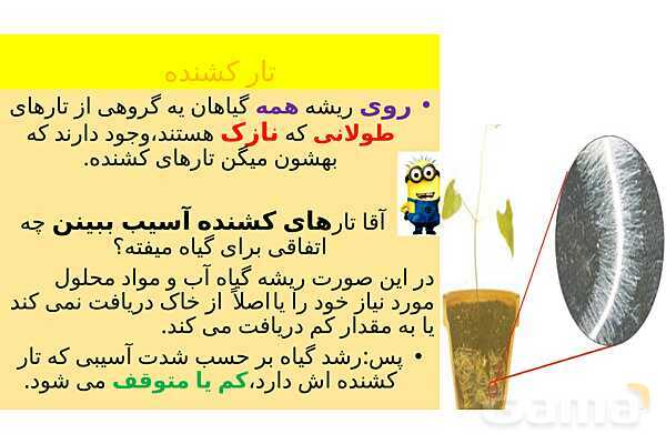 پاورپوینت تدریس درس 12: از ریشه تا برگ- پیش نمایش