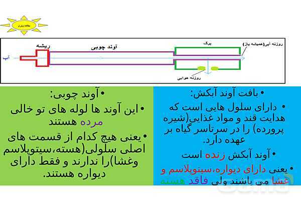 پاورپوینت تدریس درس 12: از ریشه تا برگ- پیش نمایش