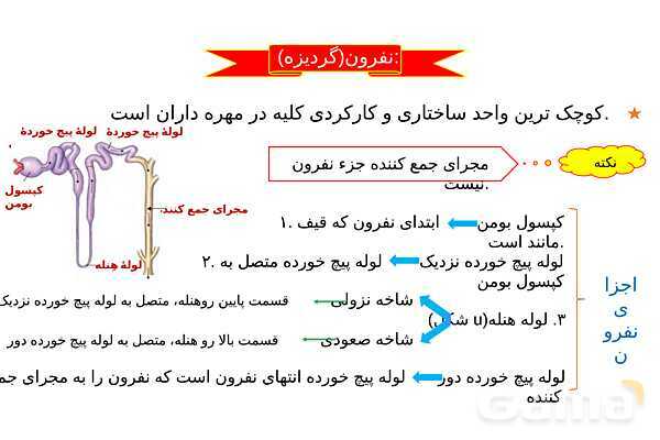 پاورپوینت آموزش فصل 5 زیست دهم: تنظیم اسمزی و دفع مواد زائد- پیش نمایش