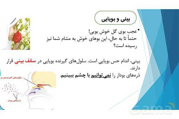 پاورپوینت تدریس درس 7: حس چشایی، بویایی و لامسه- پیش نمایش