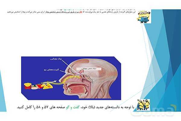 پاورپوینت تدریس درس 7: حس چشایی، بویایی و لامسه- پیش نمایش