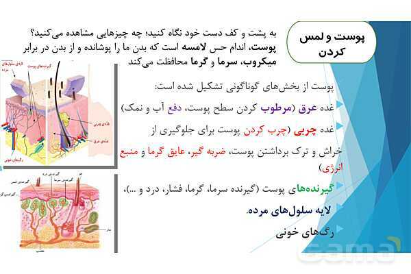 پاورپوینت تدریس درس 7: حس چشایی، بویایی و لامسه- پیش نمایش