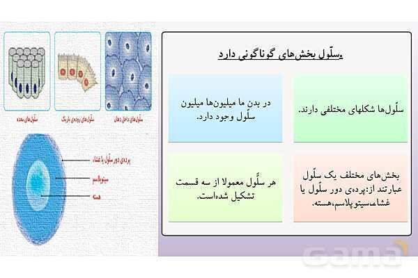 پاورپوینت آموزش درس 9 علوم تجربی پایه‌ی چهارم: بدن ما 1- پیش نمایش