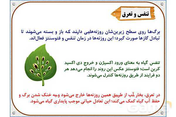 پاورپوینت علوم تجربی پایه ششم | درس 11: شگفتیهای برگ- پیش نمایش