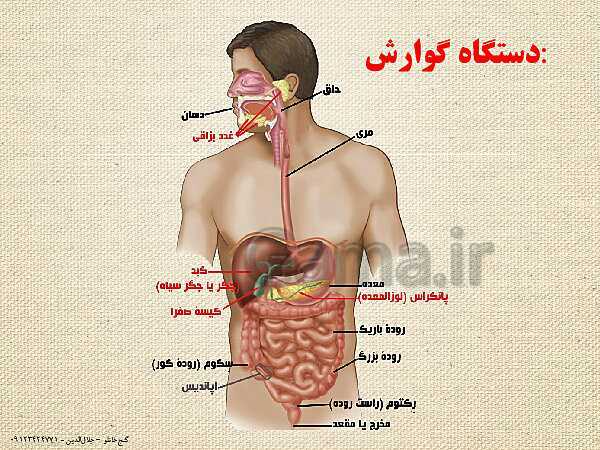 پاورپوینت گفتار 1 از فصل دوم زیست شناسی دهم تجربی | ساختار و عملکرد لولۀ گوارش- پیش نمایش