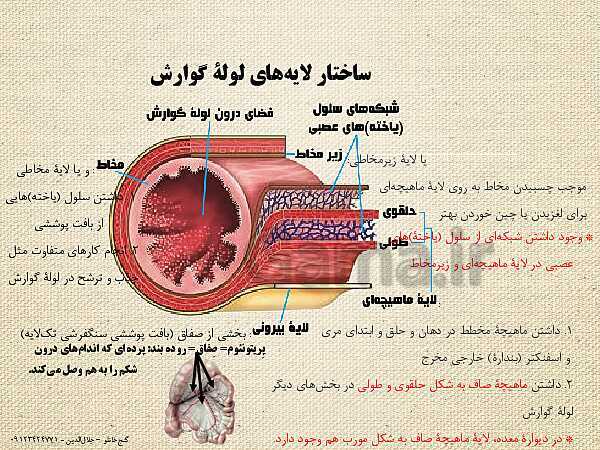 پاورپوینت گفتار 1 از فصل دوم زیست شناسی دهم تجربی | ساختار و عملکرد لولۀ گوارش- پیش نمایش