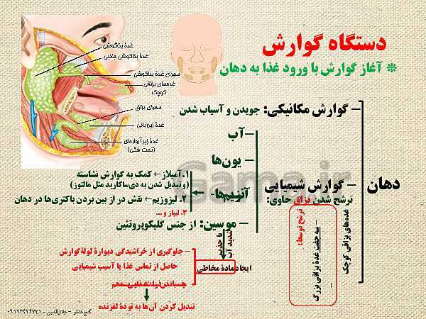 پاورپوینت گفتار 1 از فصل دوم زیست شناسی دهم تجربی | ساختار و عملکرد لولۀ گوارش- پیش نمایش