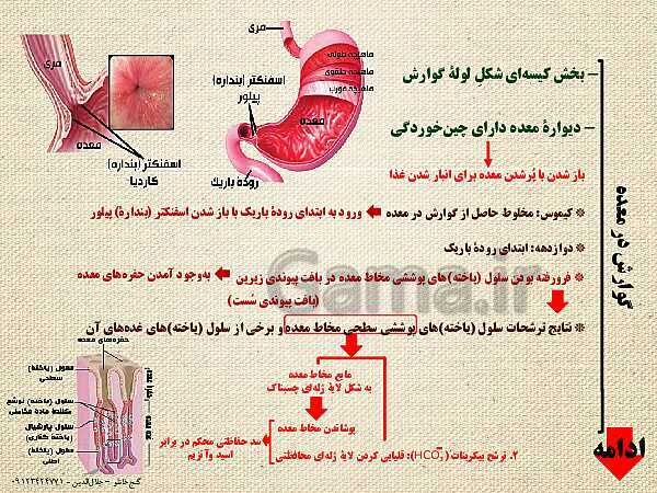 پاورپوینت گفتار 1 از فصل دوم زیست شناسی دهم تجربی | ساختار و عملکرد لولۀ گوارش- پیش نمایش