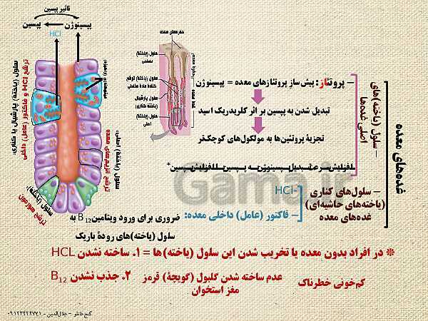 پاورپوینت گفتار 1 از فصل دوم زیست شناسی دهم تجربی | ساختار و عملکرد لولۀ گوارش- پیش نمایش