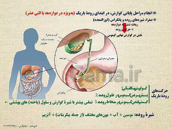 پاورپوینت گفتار 1 از فصل دوم زیست شناسی دهم تجربی | ساختار و عملکرد لولۀ گوارش- پیش نمایش