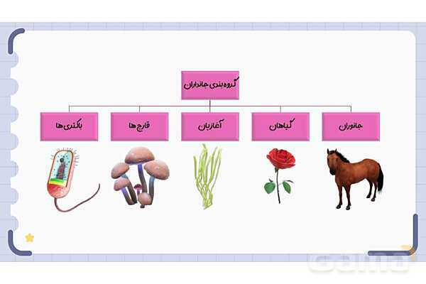 پاورپوینت فصل 11 علوم نهم؛ گوناگونی جانداران- پیش نمایش