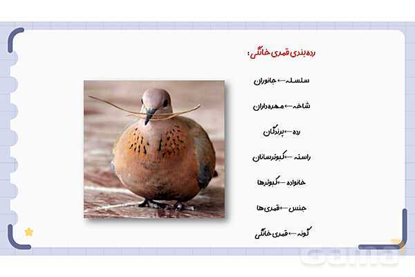پاورپوینت فصل 11 علوم نهم؛ گوناگونی جانداران- پیش نمایش