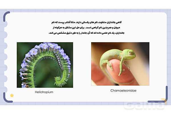پاورپوینت فصل 11 علوم نهم؛ گوناگونی جانداران- پیش نمایش