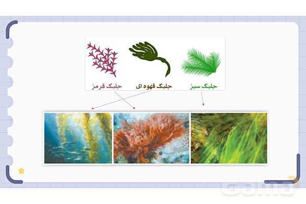 پاورپوینت فصل 11 علوم نهم؛ گوناگونی جانداران- پیش نمایش