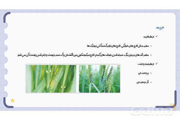 پاورپوینت فصل 11 علوم نهم؛ گوناگونی جانداران- پیش نمایش