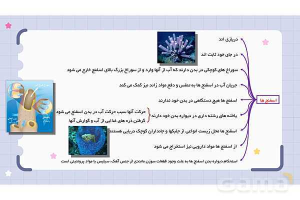 پاورپوینت فصل 13 علوم نهم؛ جانوران بی مهره- پیش نمایش