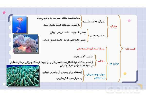پاورپوینت فصل 13 علوم نهم؛ جانوران بی مهره- پیش نمایش