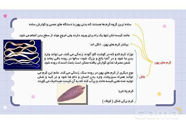 پاورپوینت فصل 13 علوم نهم؛ جانوران بی مهره- پیش نمایش