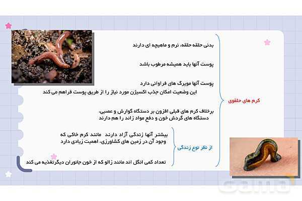 پاورپوینت فصل 13 علوم نهم؛ جانوران بی مهره- پیش نمایش