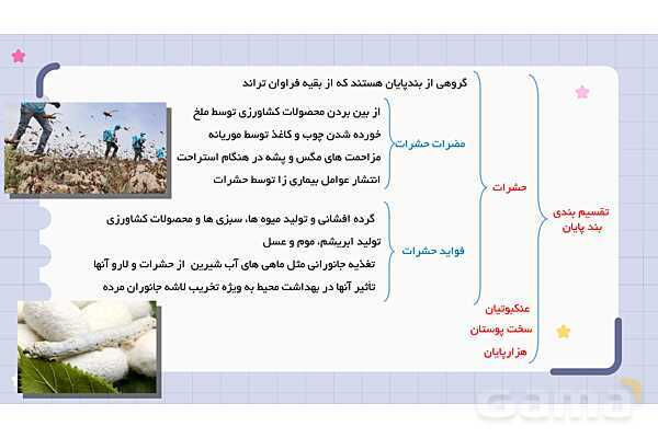 پاورپوینت فصل 13 علوم نهم؛ جانوران بی مهره- پیش نمایش