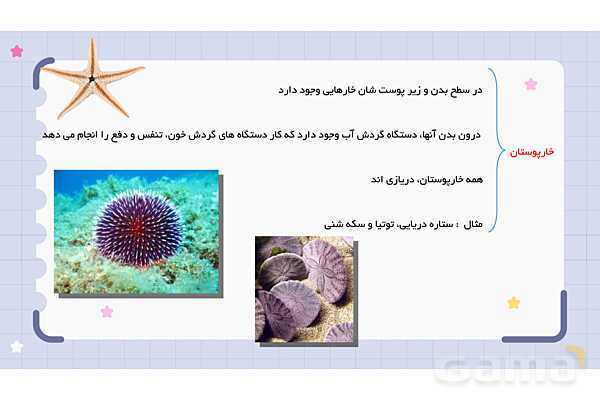 پاورپوینت فصل 13 علوم نهم؛ جانوران بی مهره- پیش نمایش