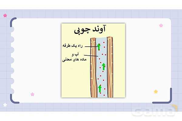 پاورپوینت فصل 12 علوم نهم؛ دنیای گیاهان- پیش نمایش