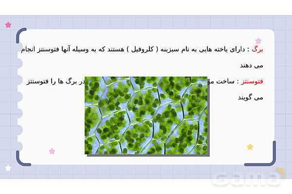 پاورپوینت فصل 12 علوم نهم؛ دنیای گیاهان- پیش نمایش