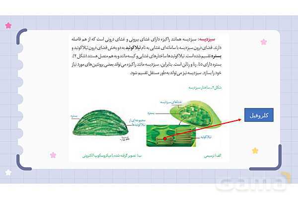 پاورپوینت فصل 12 علوم نهم؛ دنیای گیاهان- پیش نمایش