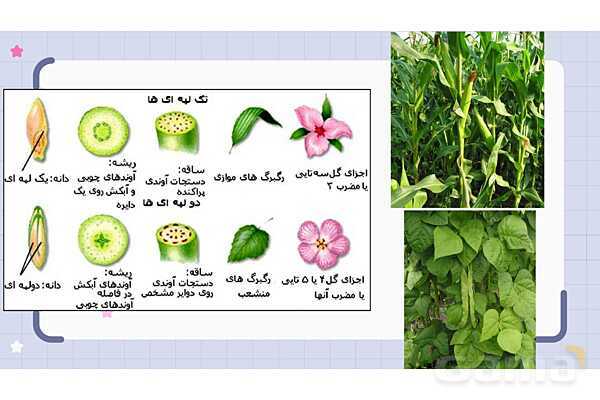پاورپوینت فصل 12 علوم نهم؛ دنیای گیاهان- پیش نمایش