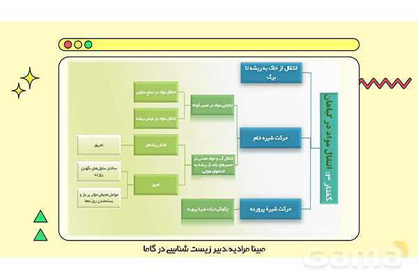 پاورپوینت تدریس فصل 7 گفتار 3 زیست دهم؛ انتقال مواد در گیاهان- پیش نمایش