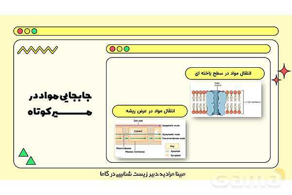 پاورپوینت تدریس فصل 7 گفتار 3 زیست دهم؛ انتقال مواد در گیاهان- پیش نمایش