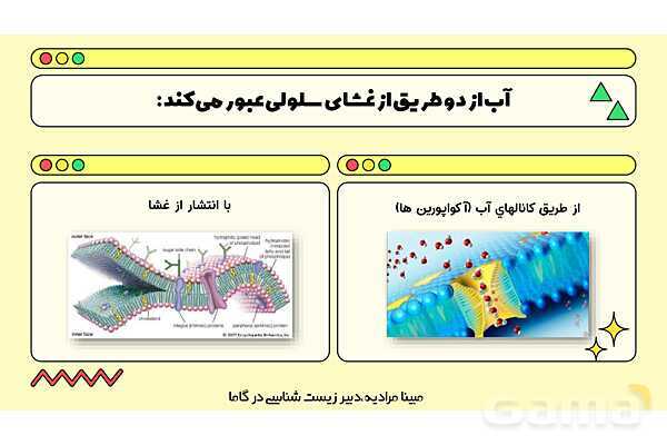پاورپوینت تدریس فصل 7 گفتار 3 زیست دهم؛ انتقال مواد در گیاهان- پیش نمایش