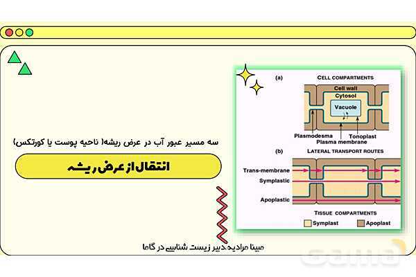 پاورپوینت تدریس فصل 7 گفتار 3 زیست دهم؛ انتقال مواد در گیاهان- پیش نمایش