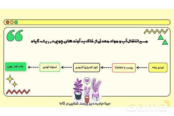 پاورپوینت تدریس فصل 7 گفتار 3 زیست دهم؛ انتقال مواد در گیاهان- پیش نمایش