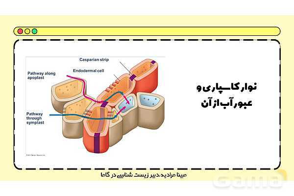 پاورپوینت تدریس فصل 7 گفتار 3 زیست دهم؛ انتقال مواد در گیاهان- پیش نمایش