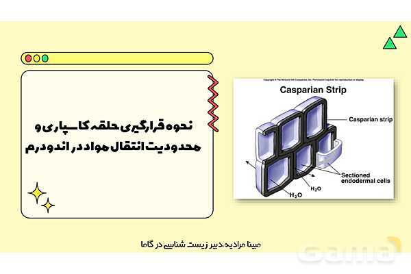 پاورپوینت تدریس فصل 7 گفتار 3 زیست دهم؛ انتقال مواد در گیاهان- پیش نمایش