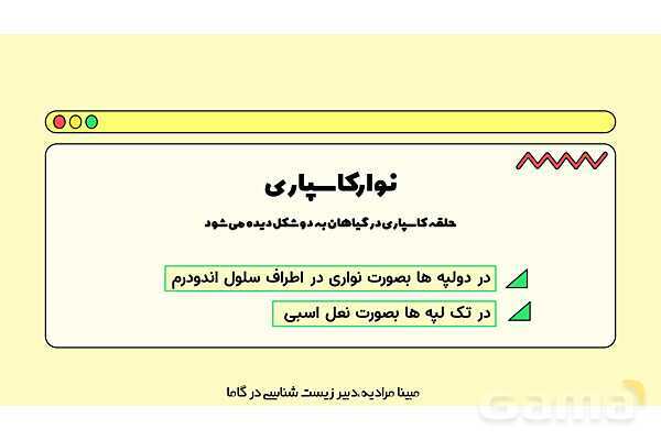 پاورپوینت تدریس فصل 7 گفتار 3 زیست دهم؛ انتقال مواد در گیاهان- پیش نمایش