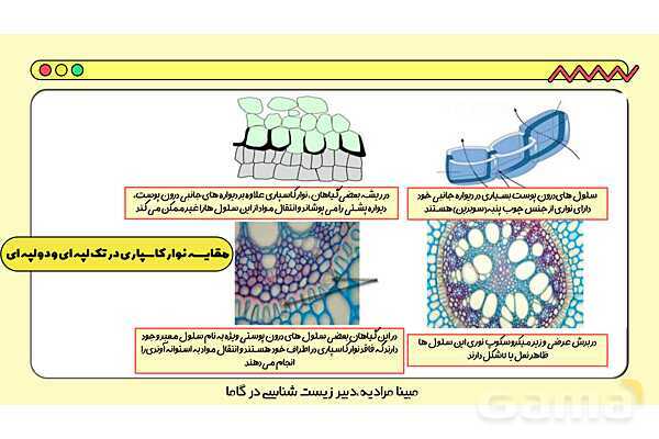 پاورپوینت تدریس فصل 7 گفتار 3 زیست دهم؛ انتقال مواد در گیاهان- پیش نمایش