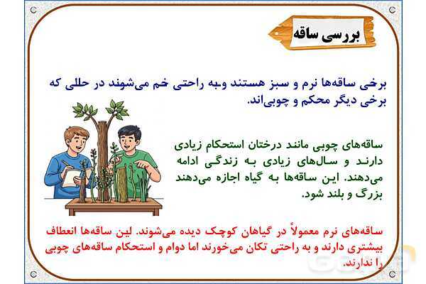 پاورپوینت علوم تجربی پایه پنجم | درس 12: از ریشه تا برگ- پیش نمایش