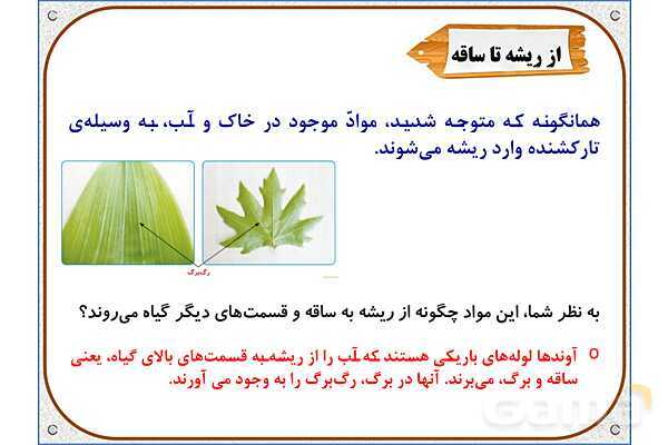 پاورپوینت علوم تجربی پایه پنجم | درس 12: از ریشه تا برگ- پیش نمایش