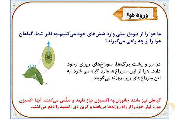 پاورپوینت علوم تجربی پایه پنجم | درس 12: از ریشه تا برگ- پیش نمایش