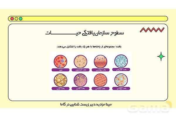 فایل پاورپوینت تدریس کامل فصل 1 زیست دهم؛ دنیای زنده- پیش نمایش