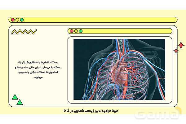 فایل پاورپوینت تدریس کامل فصل 1 زیست دهم؛ دنیای زنده- پیش نمایش