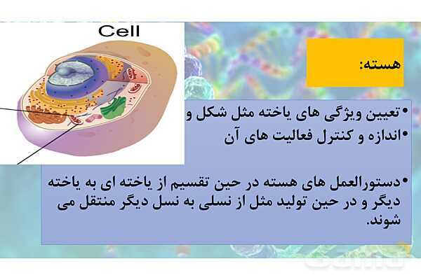 پاورپوینت خلاصه فصل 1 زیست شناسی دوازدهم؛ مولکول های اطلاعاتی- پیش نمایش