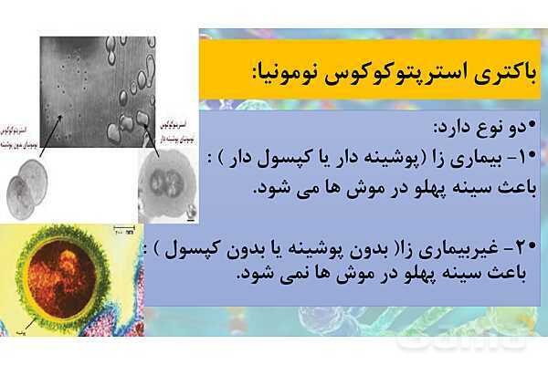 پاورپوینت خلاصه فصل 1 زیست شناسی دوازدهم؛ مولکول های اطلاعاتی- پیش نمایش