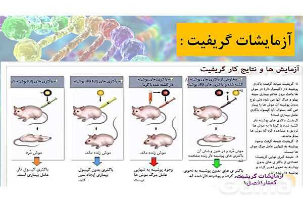 پاورپوینت خلاصه فصل 1 زیست شناسی دوازدهم؛ مولکول های اطلاعاتی- پیش نمایش